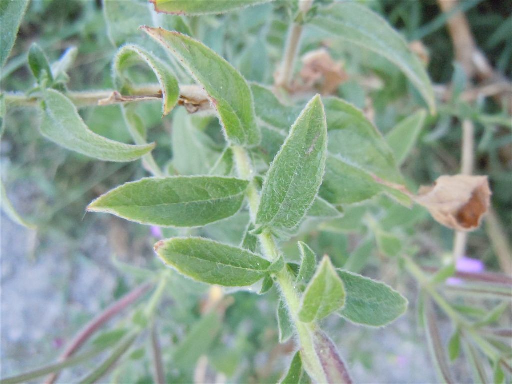 Epilobium hirsutum / Garofanino d''acqua